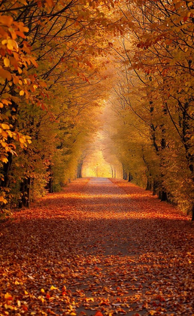 Scenic autumn pathway covered with golden fallen leaves and vibrant seasonal trees