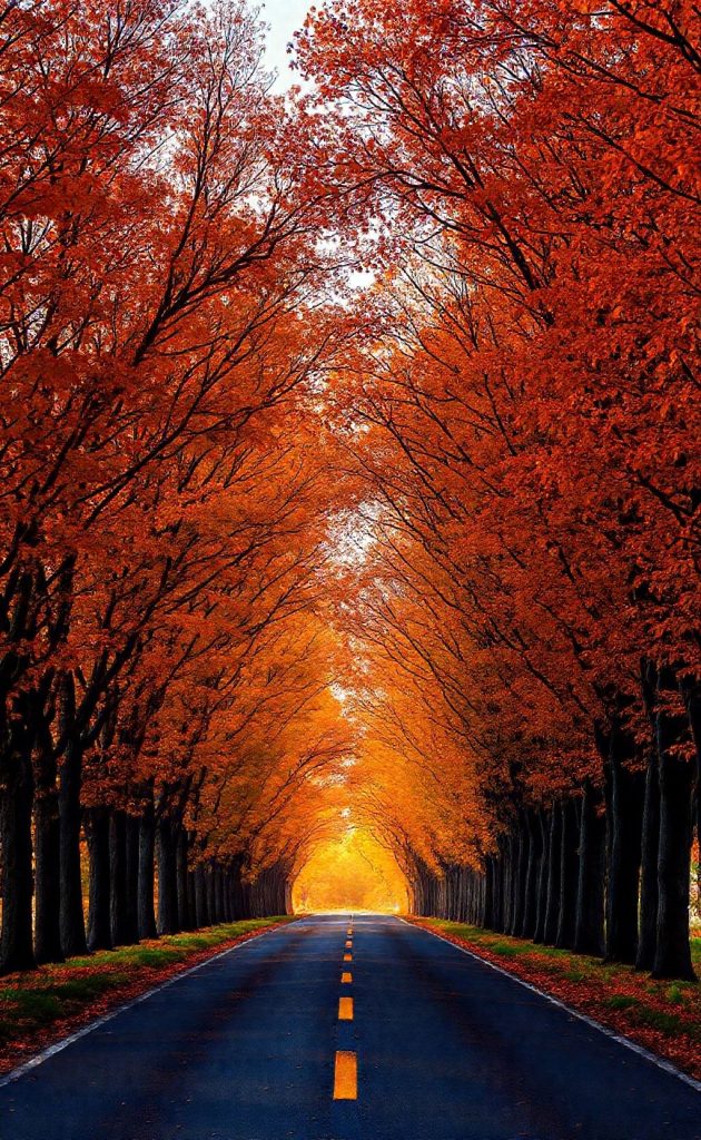 Scenic autumn road surrounded by golden fall trees with vibrant foliage canopy