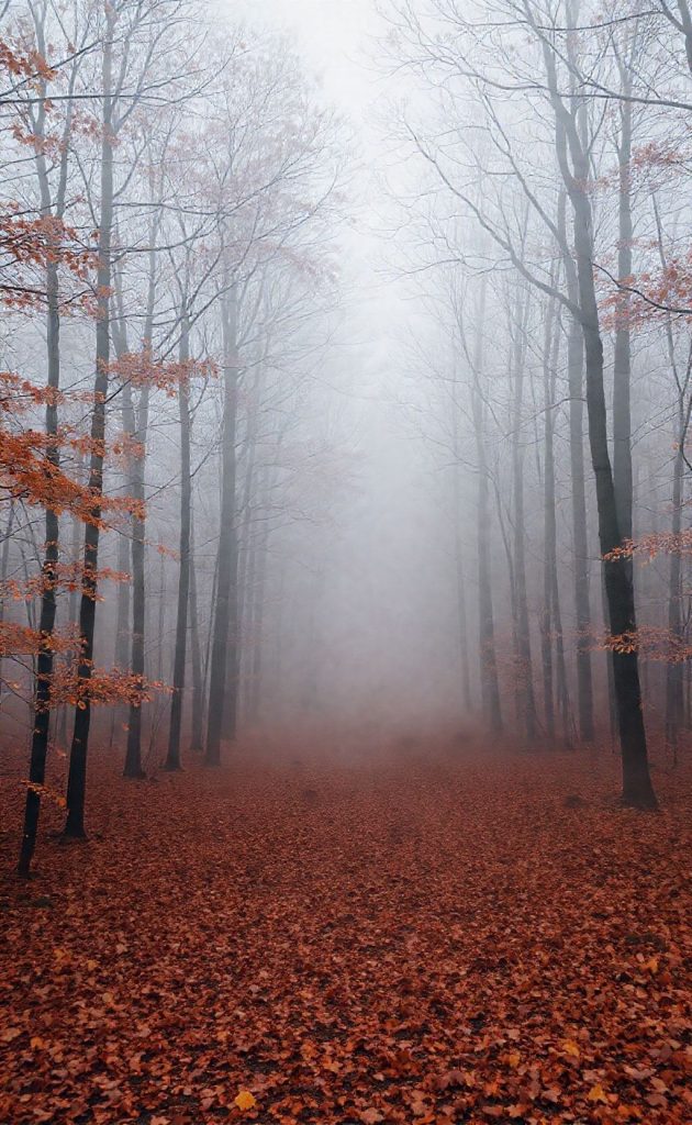 Foggy autumn forest with tall trees and ground covered in fallen leaves