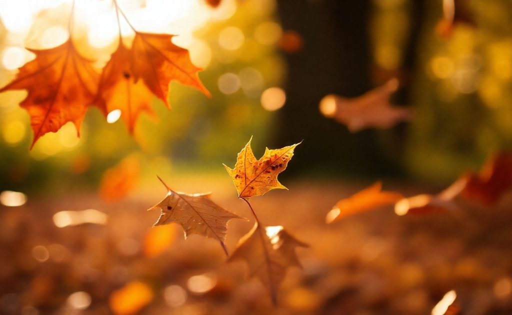 Golden autumn leaves falling gently with sunlight background creating warm seasonal nature wallpaper